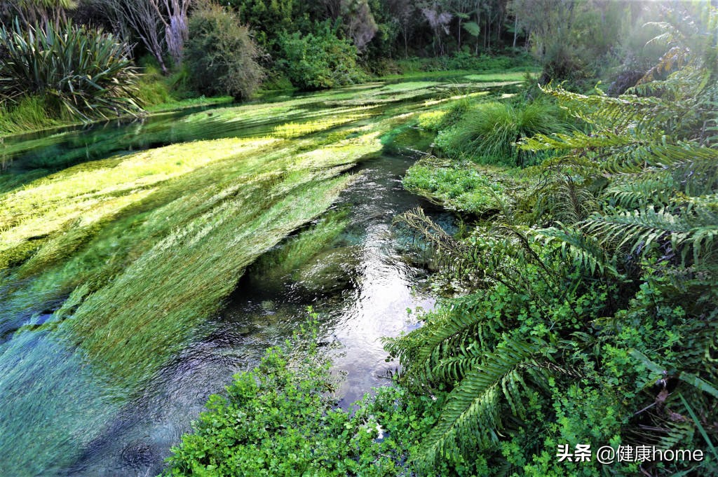 新西兰霍比特人村攻略,新西兰霍比特蓝泉一日游