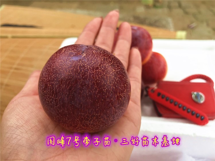 国峰七号李子和国峰十七号的区别,国峰7号李子苗基地