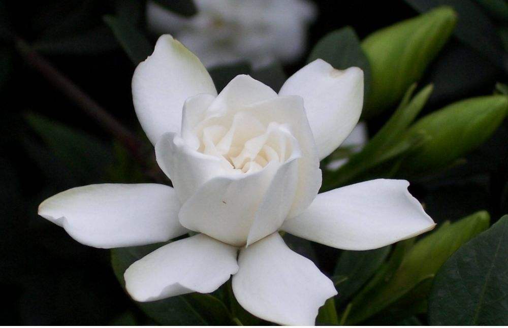 植物风水作用,植物风水大全讲解