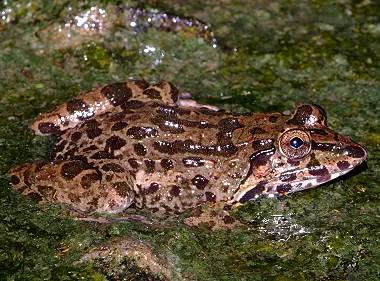 海南海里的特产动物,海南特有的珍稀动物