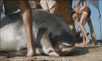 鲨鱼家族中最大的鲨鱼,鲨鱼家族哪个鲨鱼最大