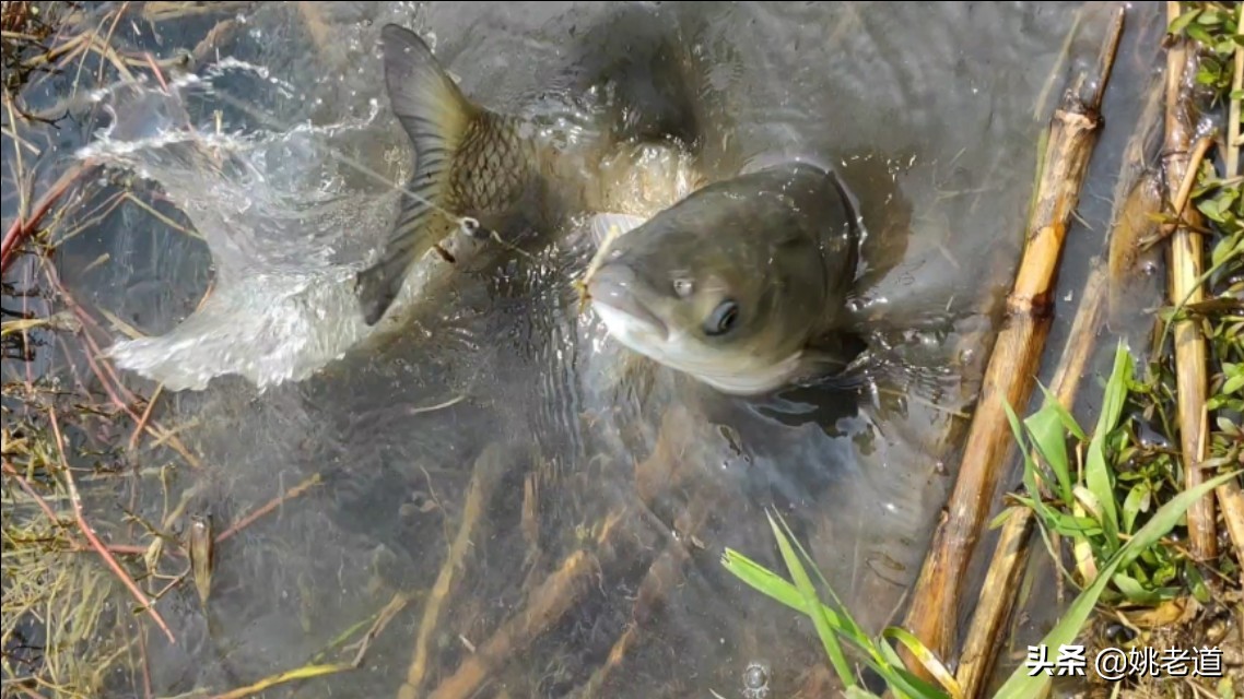 遛鱼技巧鲤鱼,遛鱼技巧之竿稍入水