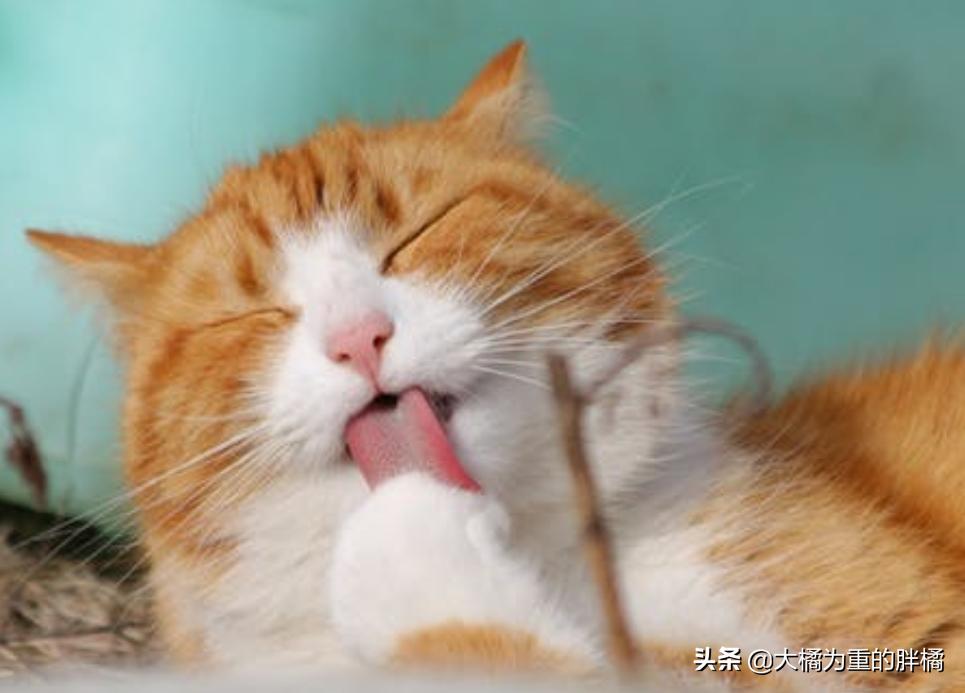 猫咪遇到危险是怎么样的动画视频,猫咪遇到危险找谁救援