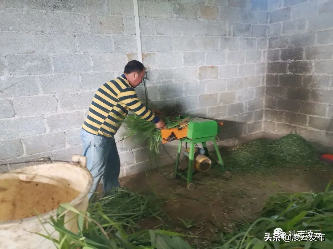 【乡村振兴】专业养牛人的“致富经”