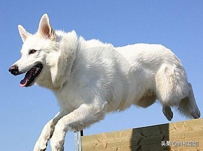 德牧和萨摩耶混血到底是什么品种,萨摩耶犬和德牧的白色崽图片