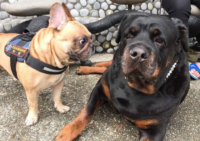 罗威纳犬碰见土狗,罗威纳犬遇见农村土狗