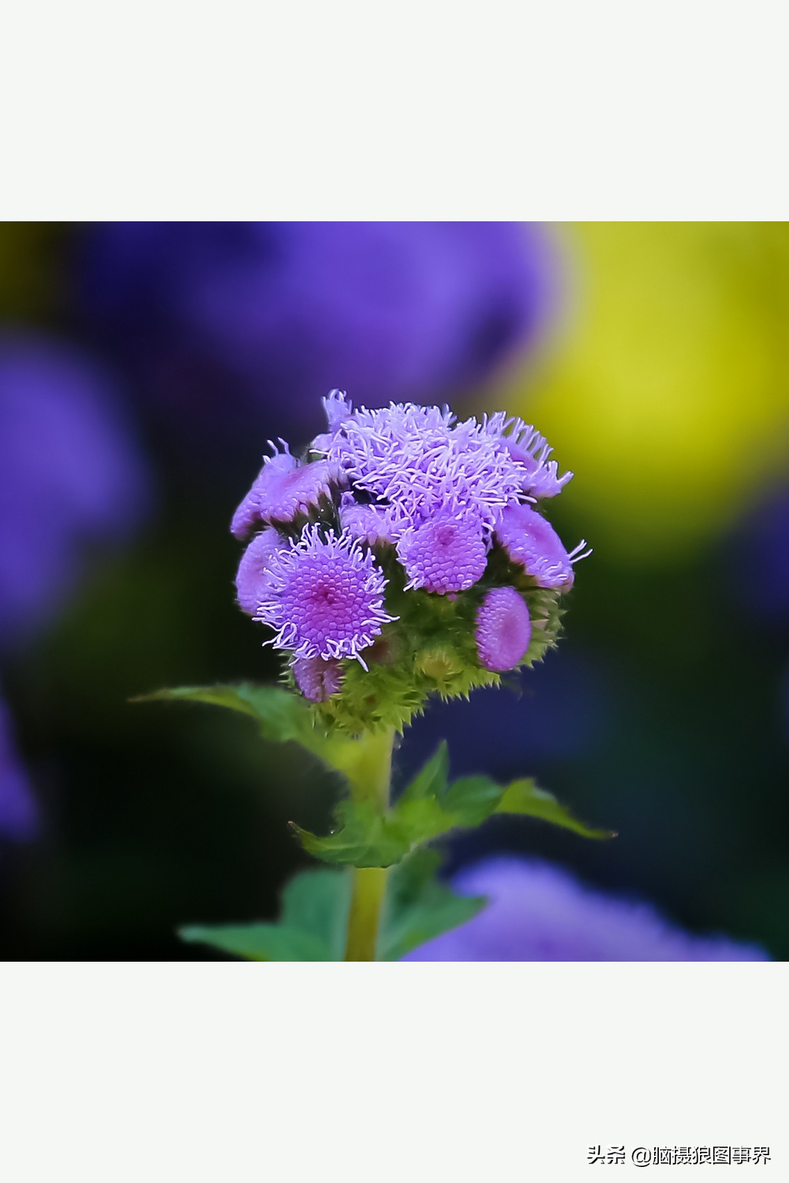 花卉拍摄中,多点对焦与单点对焦哪种更好?为什么主体不清晰?