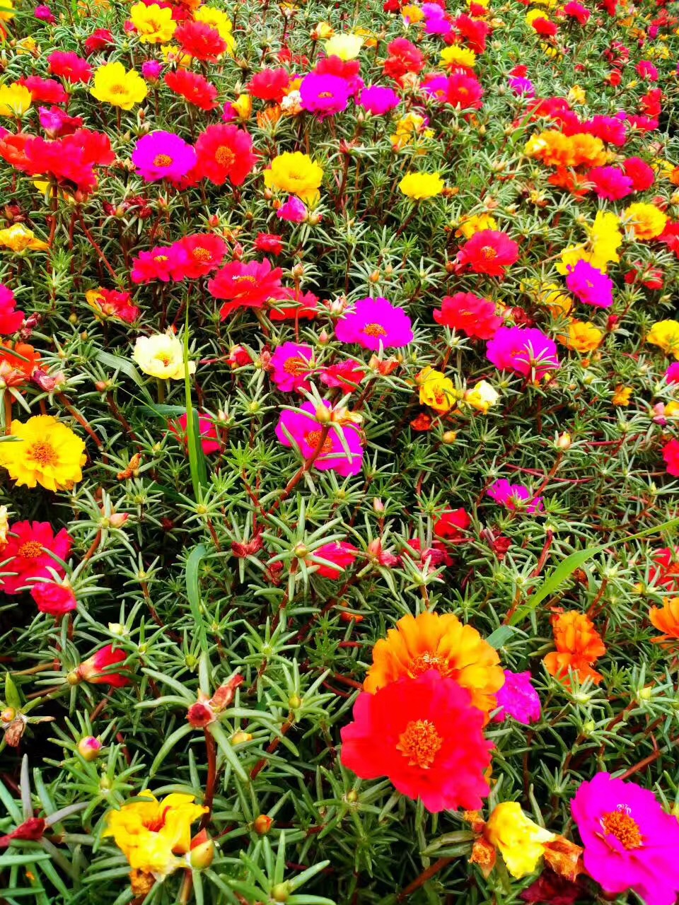 这“38种花”,当你开始收集品种时,你已入坑颇深