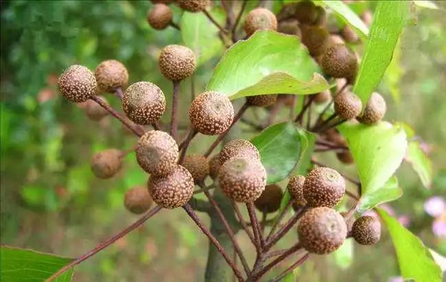 梨树盆景的寓意,梨树盆景大全欣赏