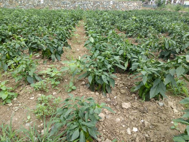 农村月入2万的10个致富小生意,农村人有哪些致富好项目