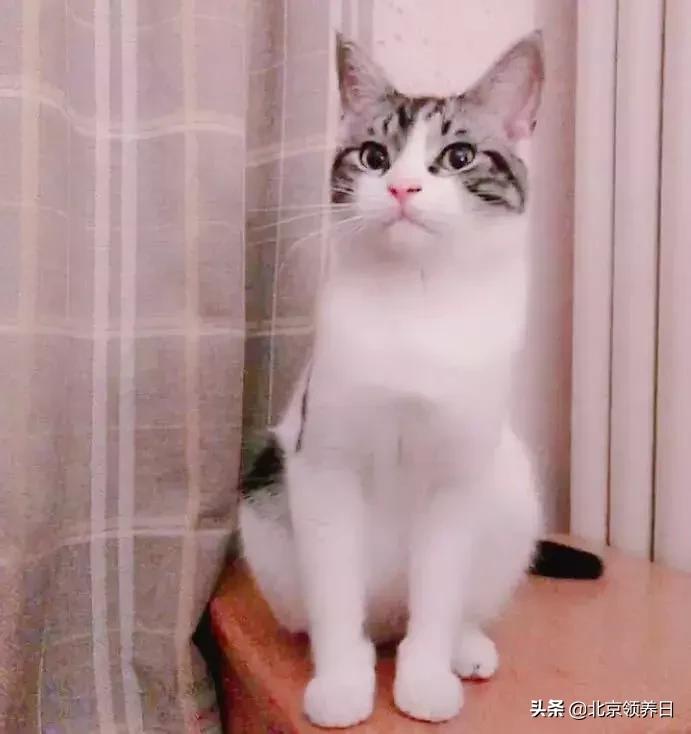 喵星人第二季,喵星人第2季免费观看