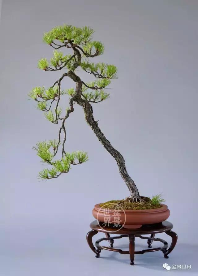 松树盆景经典大片,大斜杆式盆景得金奖作品松树