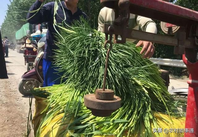 蒜苔行情一下下滑几毛钱怎么回事,蒜薹价格下滑