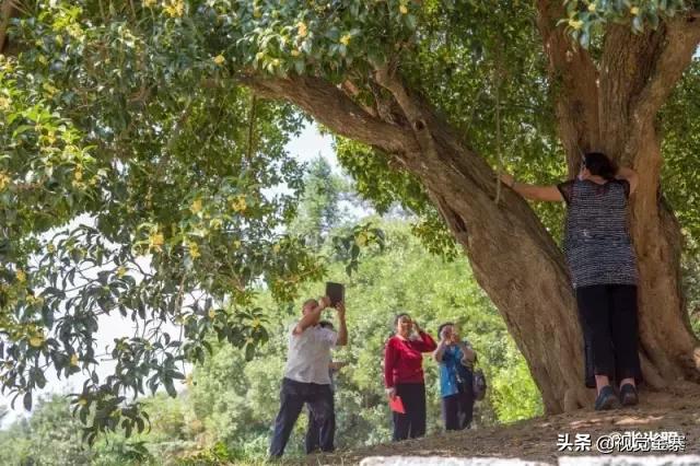 安徽金寨有棵千年“桂花王”，为国内发现最大的桂花树