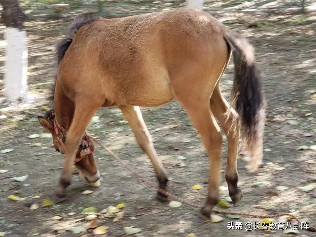 盘点长春中小学之“最”！看完后感觉自己白活了