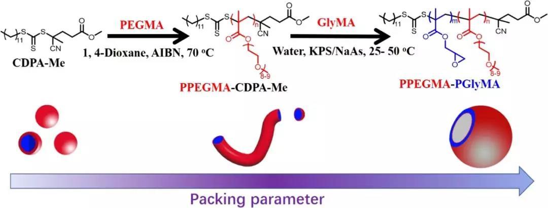 基于氧化还原引发RAFT乳液聚合的聚合诱导自组装体系