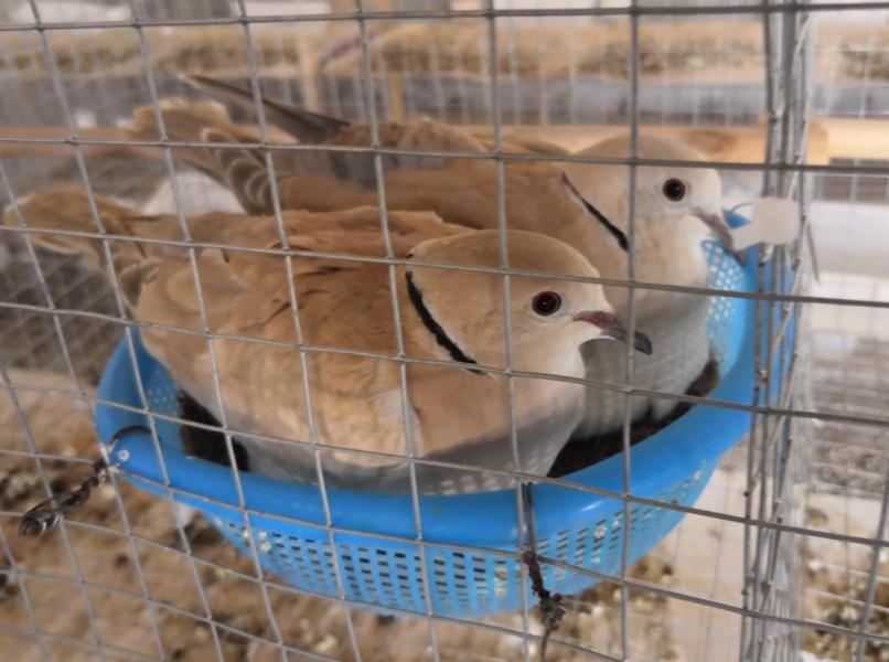 人工养殖的斑鸠一年能繁殖几窝,斑鸠的人工养殖方法