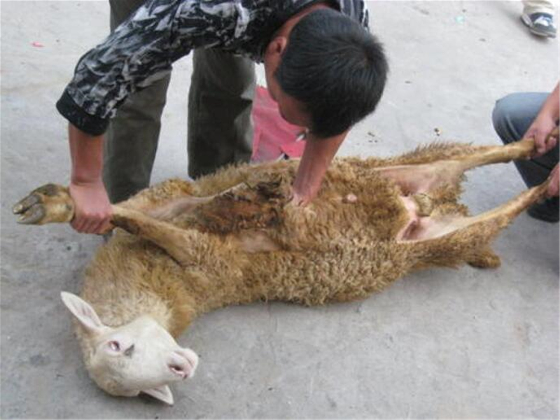 文物贩子把玉塞到羊身上,文物贩子把玉石塞到活羊身上