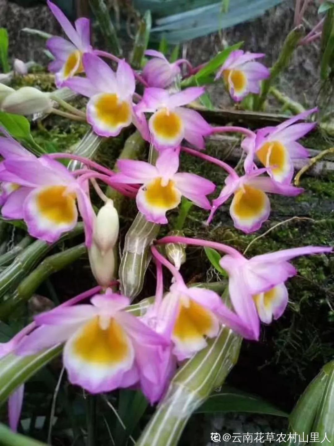 兰花冬季移种如何快速生根,把兰花种树上