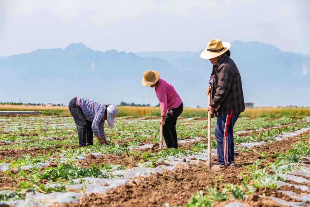 有机农场条件,有机农场怎么样