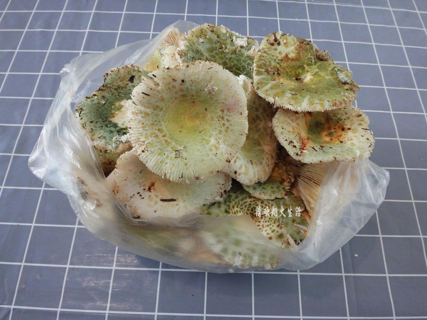 野生菌直接放水里清洗是错误的,教你两招,轻松吃干净美味的菌子