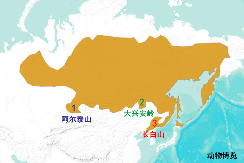 东北三宝野生紫貂时隔40年又出山,长白山野生小紫貂