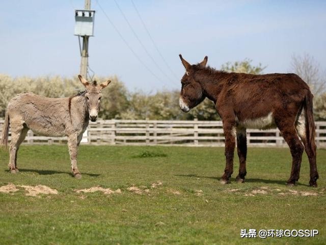 世界上体型最大的毛驴,吉尼斯毛驴身高