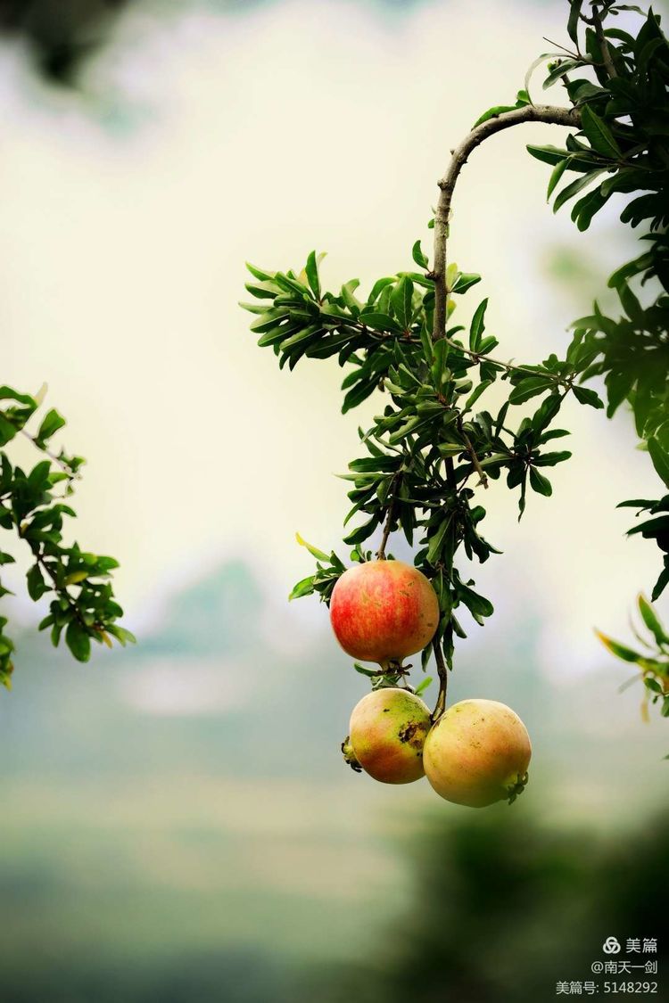 石榴一般几月份熟,石榴怎么判断熟了