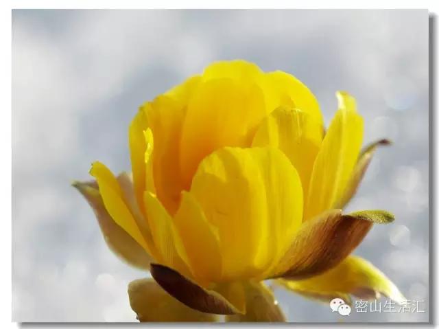 东北的冰凌花视频,东北的冰凌花有什么功效