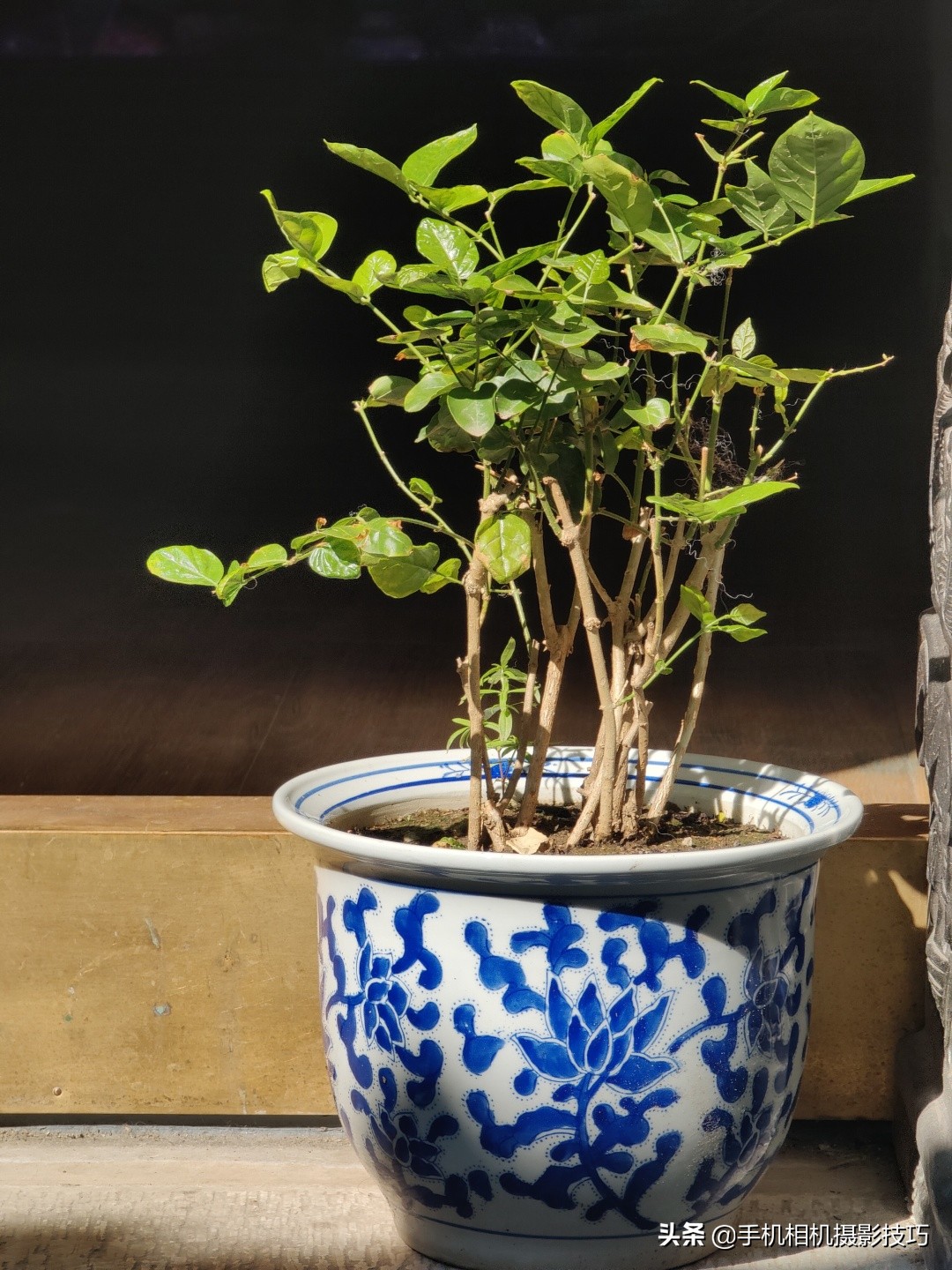 vivoX70Pro+是摄影新机皇？用完它那拉胯的长焦，我沉默了