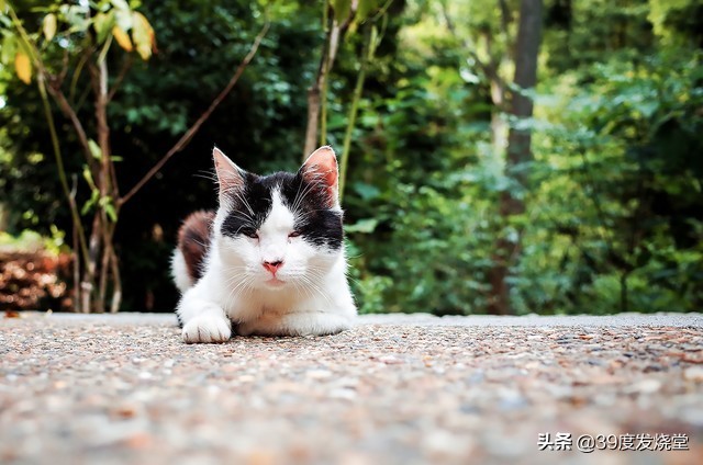 目前公认最好的拍照卡片机,推荐一款比手机拍照好的卡片机