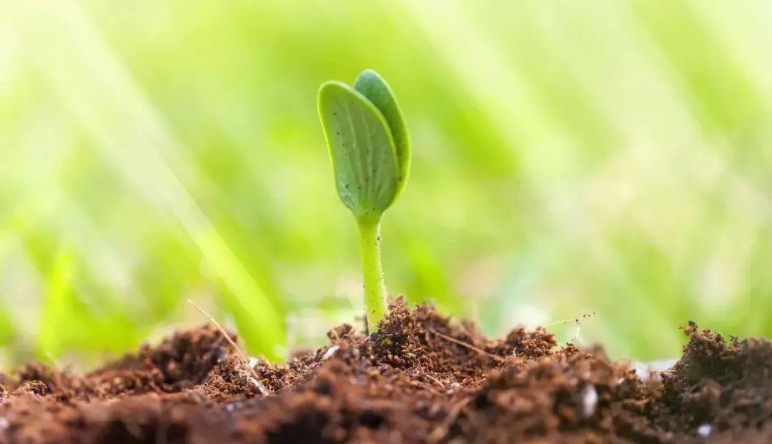 四年光阴看这家平台如何在激流中仰望星辰大海