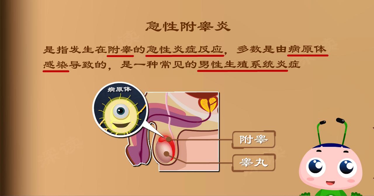 睾丸又肿又痛连着小腹痛,急性附睾炎为什么会高热