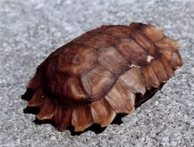 龟类大百科,大眼睛龟类