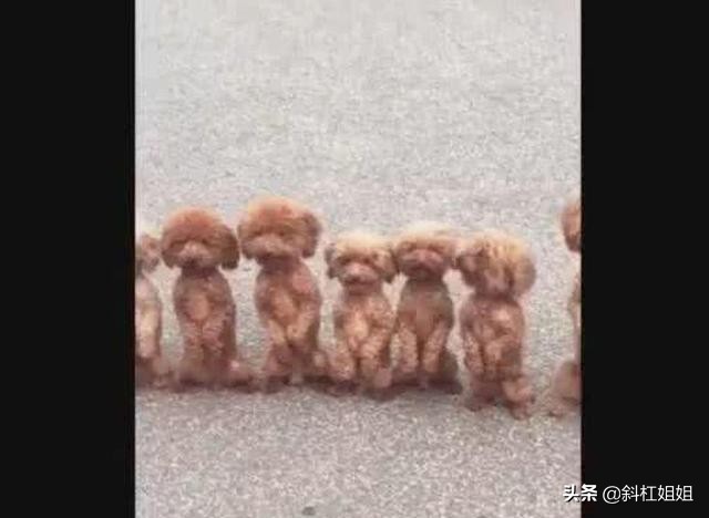 泰迪被迫训练视频,泰迪被训练成一直站着