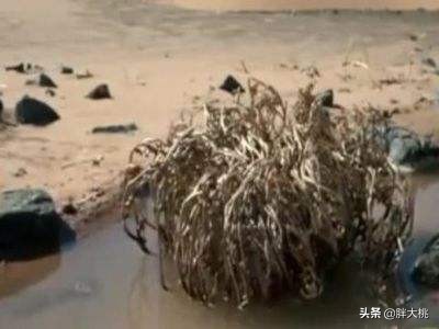 复活草面膜能抗氧么,复活草面膜能祛痘吗