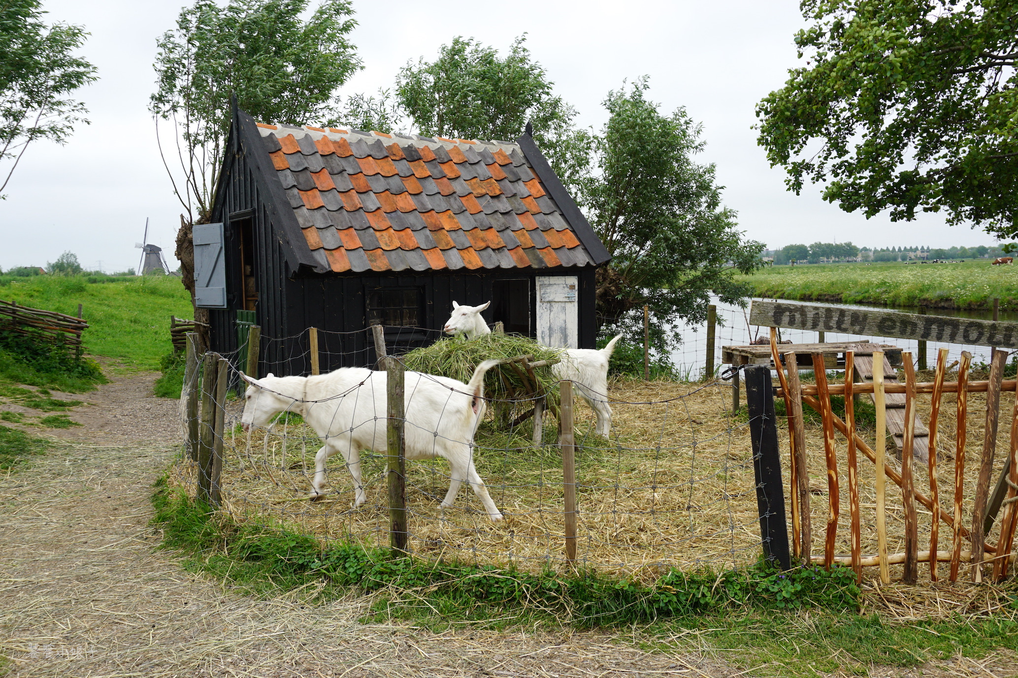荷兰风车为什么这么多,荷兰为什么被称为风车国