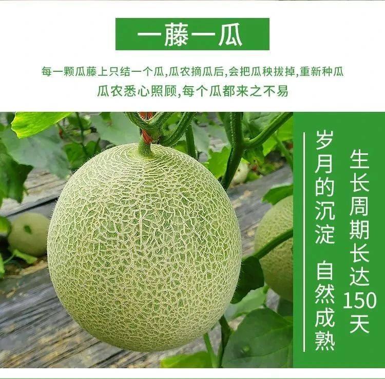 漫漫黄沙终拂去，甜甜蜜瓜始到来