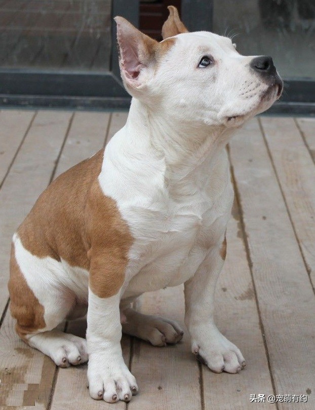 斯塔福犬和比特犬哪个厉害,斯塔福犬凶残排行