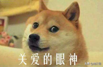 狗女来大姨妈了，铲屎官们知道要怎么处理吗？