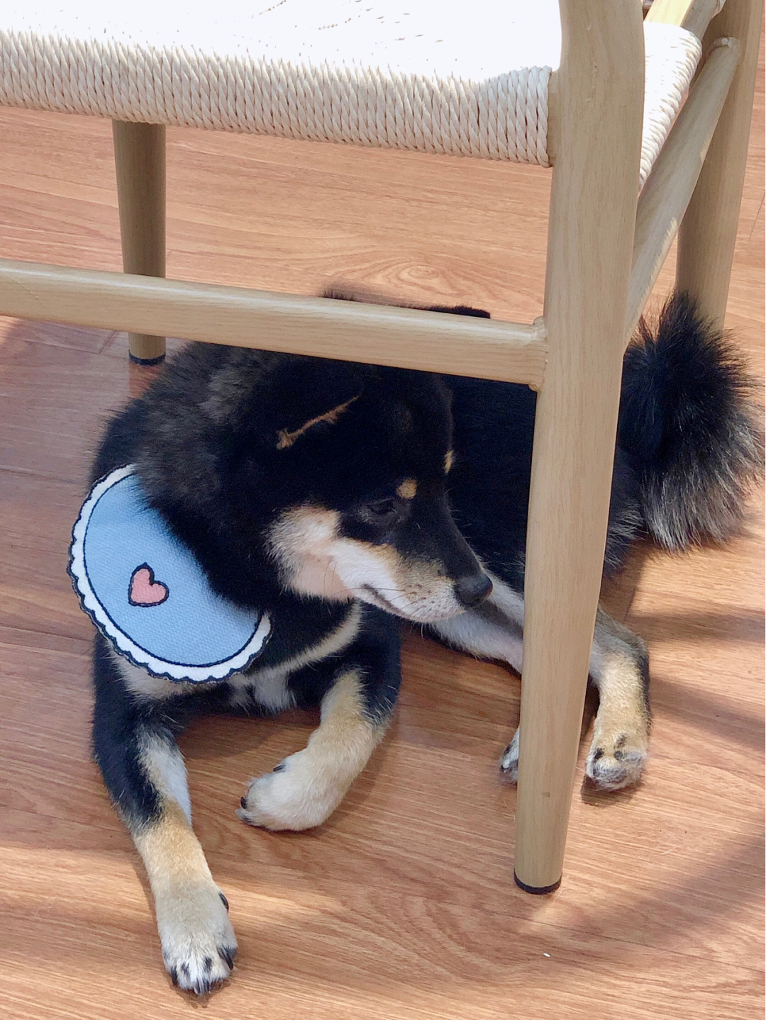 南通柴犬犬舍,上海狗咖馆推荐柴犬