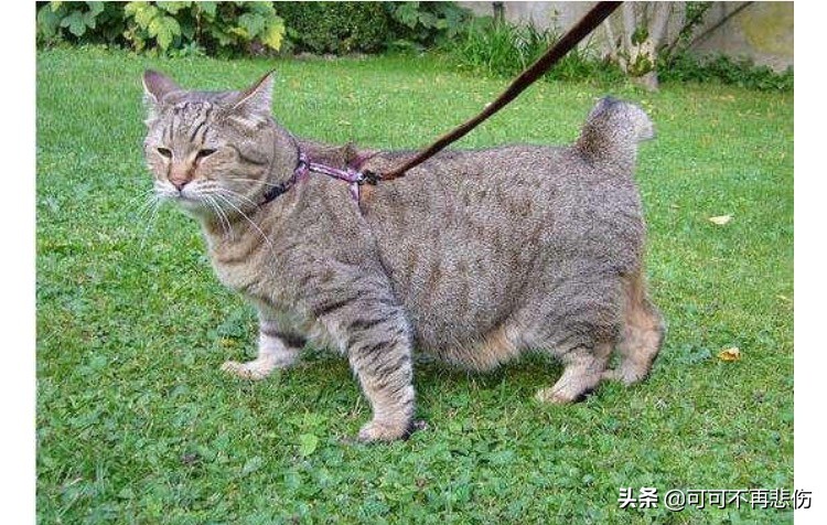 猫咪生完以后肚子下垂有硬块,猫咪的肚子下垂怎么回事