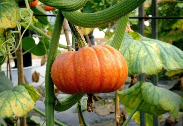 乡情散文：庄稼院儿的种地“留种”