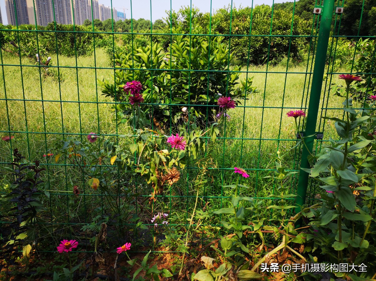 拍蝴蝶最大收获,拍蝴蝶技巧