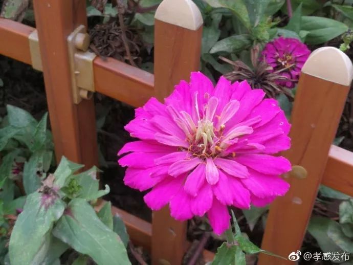 「云聚孝感十抓十促」精彩继续，魅力无边！这样的云梦、应城你们见过吗？