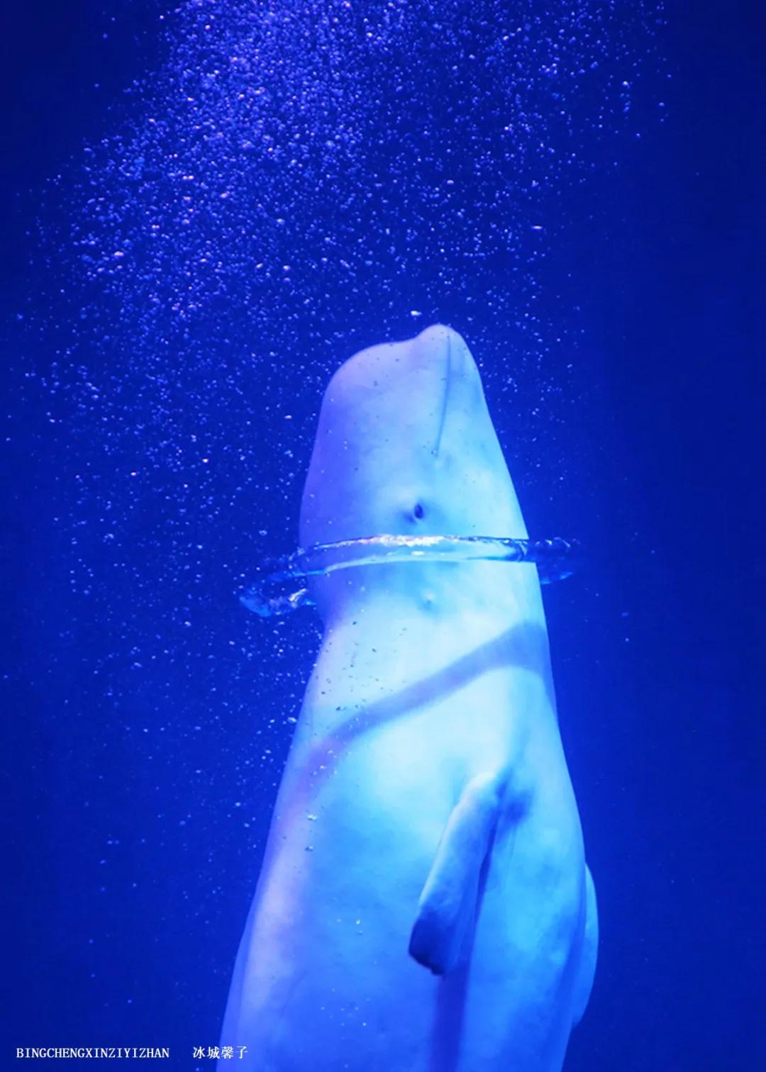 走进哈尔滨完整视频,走进哈尔滨海洋馆