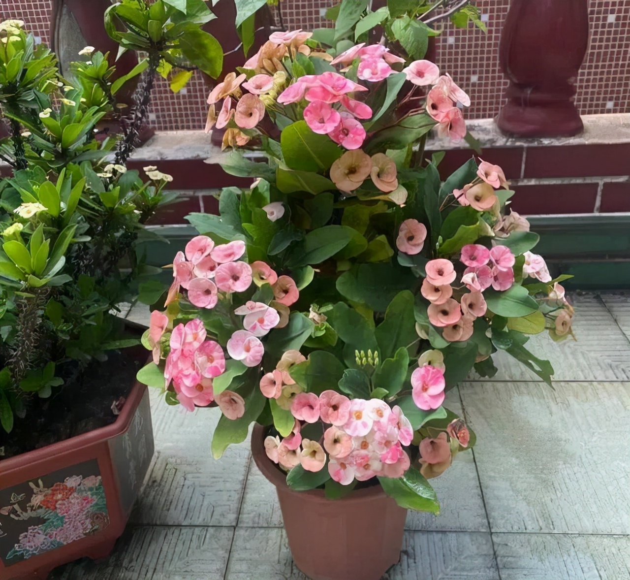 适合9月份养的绿植,四季最好养的10种花