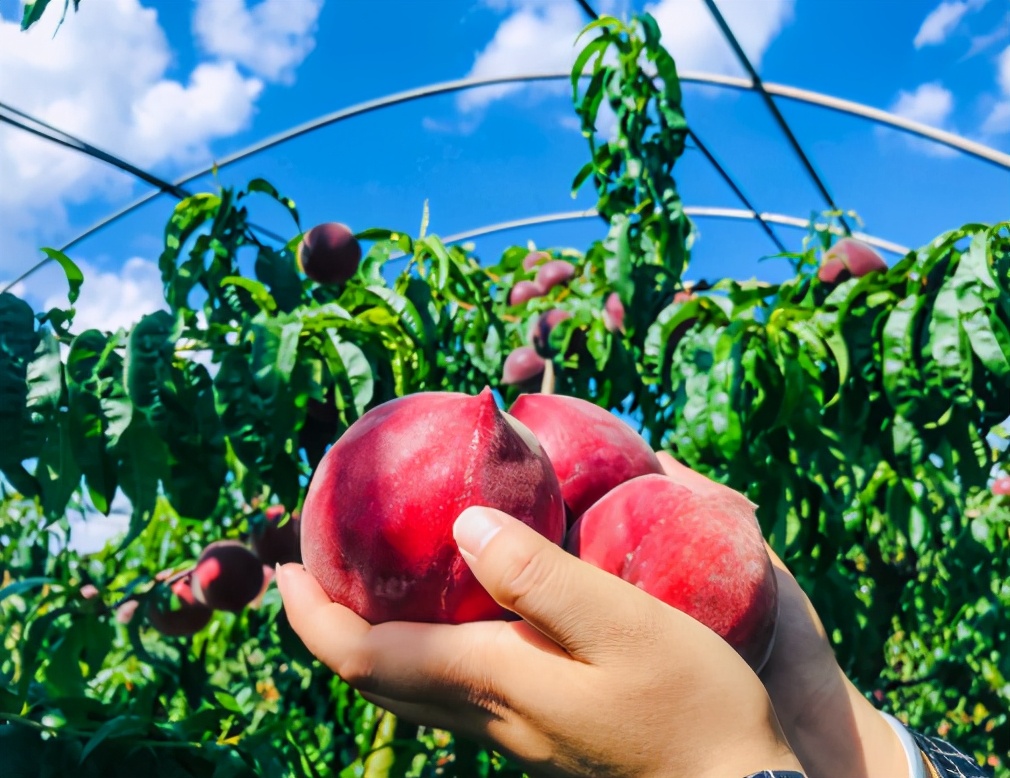 能吃上又甜又新鲜的水蜜桃,吃冻水蜜桃而且还是真的水蜜桃