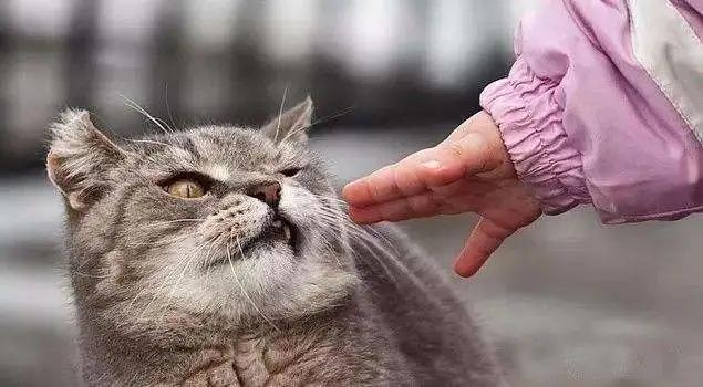 怎么给猫挑选猫粮,喜马拉雅猫怎么挑选