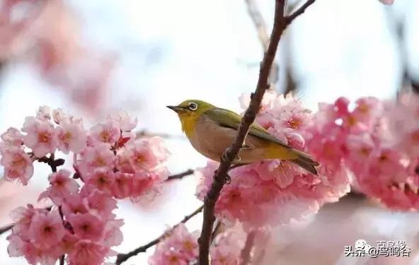 暗绿绣眼鸟水便解决方法,绣眼幼鸟水便解决方法